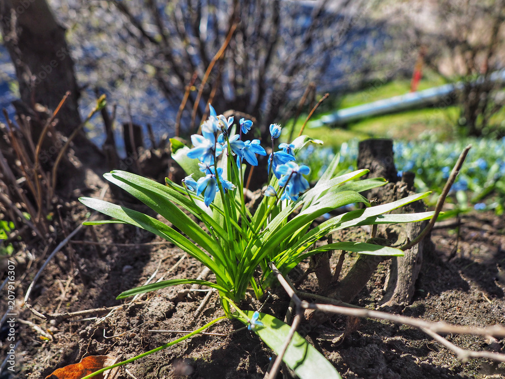 Blue flowers grew after hibernation Blue flowers grew after hibernation