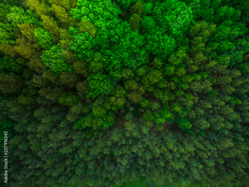 Colorful trees in spring forest,top down aerial