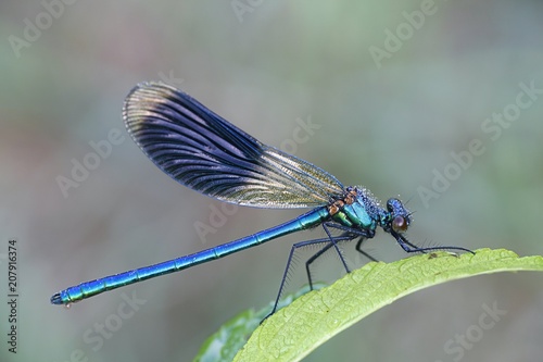 Banded demoiselle © Henri Koskinen