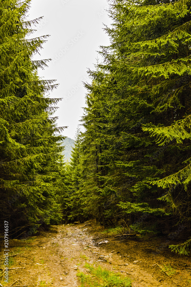 Obraz premium Landscape with a road through alpine forest in a summer day