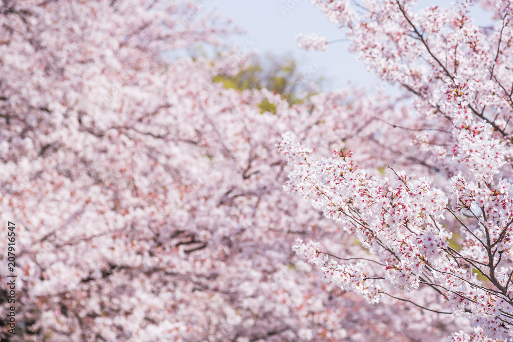 満開の桜の花 満開の桜の花