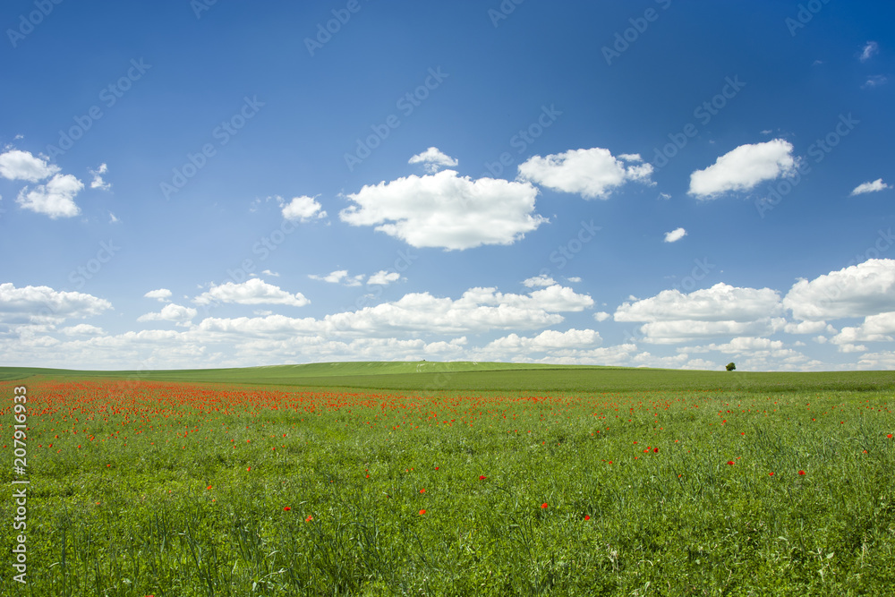 Red poppy fields and white clouds in the sky