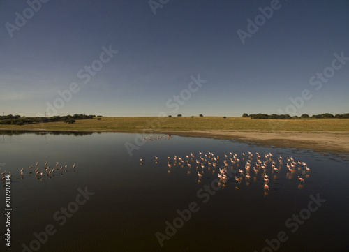 Flamingos in patagonia , Aerial View