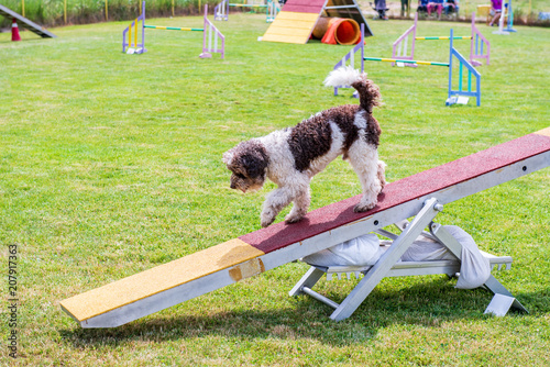 Lagotto Romagnolo on agility field for dogs, training and competing, jumping over obstacles, crossing over balance ramp, passing through the tunnel, running slalom ... 