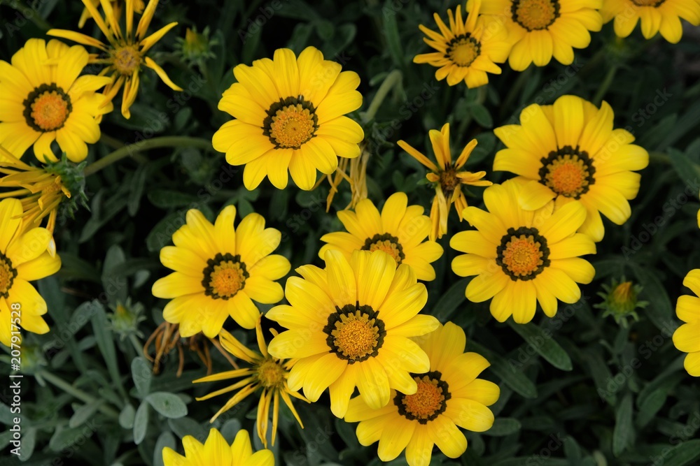 fiori gialli foglie verdi fioritura giardino primavera