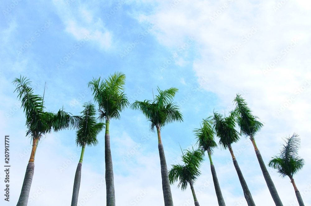 Fototapeta premium Palm trees in the blue sky