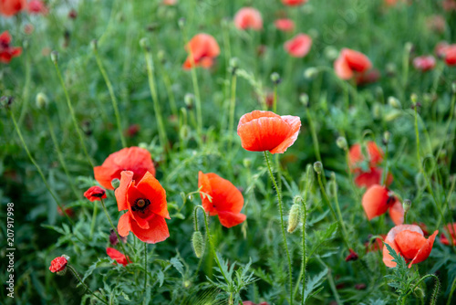Red Opium Poppy flower field (Papaver somniferum) background