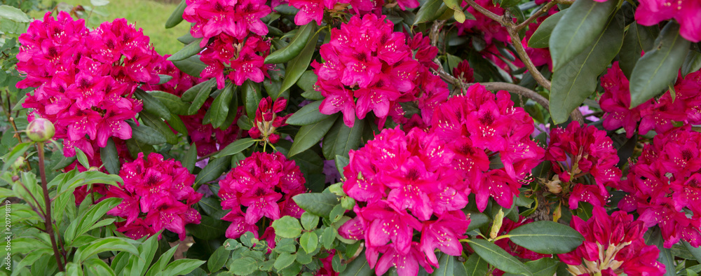 Fototapeta premium Red Azaleas flowers .