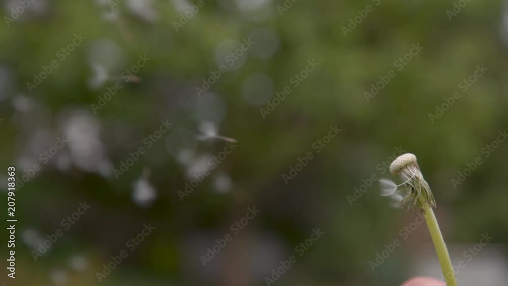 SLOW MOTION, CLOSE UP, DOF, COPY SPACE: Unknown person makes a wish and blows away the fragile dandelion blossom into the air. Fluffy white blowball gets swept away in the strong summer winds. SLOW MOTION, CLOSE UP, DOF, COPY SPACE: Unknown person makes a wish and blows away the fragile dandelion blossom into the air. Fluffy white blowball gets swept away in the strong summer winds.