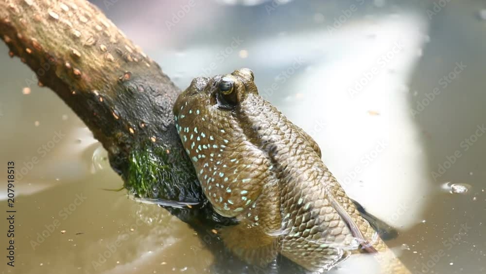 Mud skipper fish in swamp forest Thailand Mud skipper fish in swamp forest Thailand