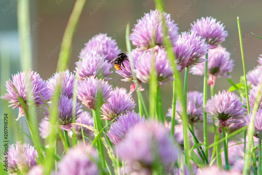 Fototapeta premium Red-tailed Black Bumblebee on a Chive Flower