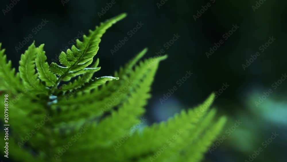 Fern in forest Fern in forest