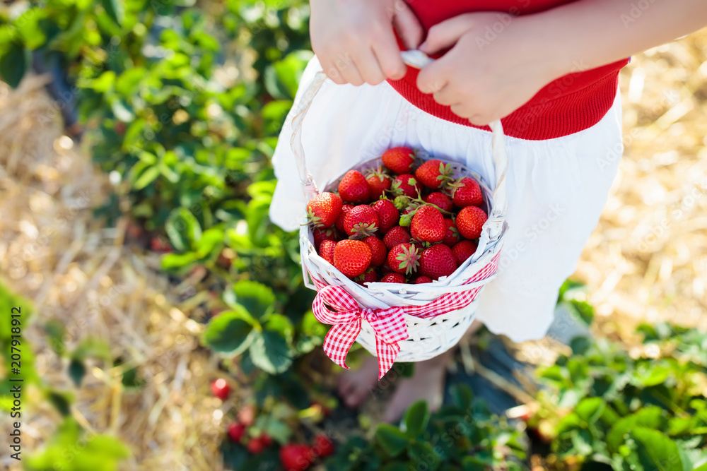 Kids pick strawberry on berry field in summer Kids pick strawberry on berry field in summer