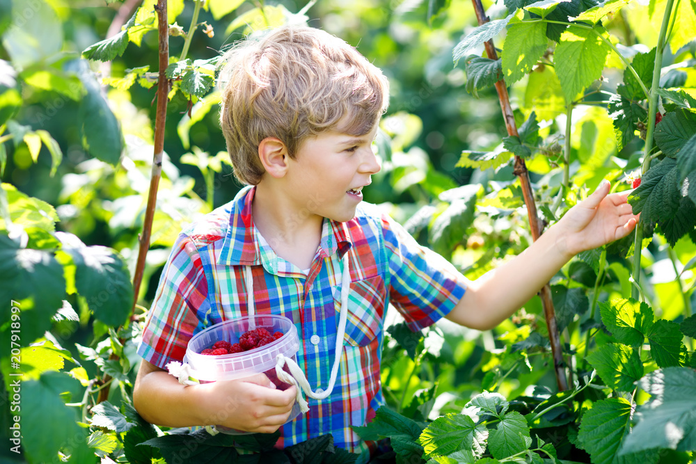 Cute little kid picking fresh berries on raspberry field. Cute little kid picking fresh berries on raspberry field.