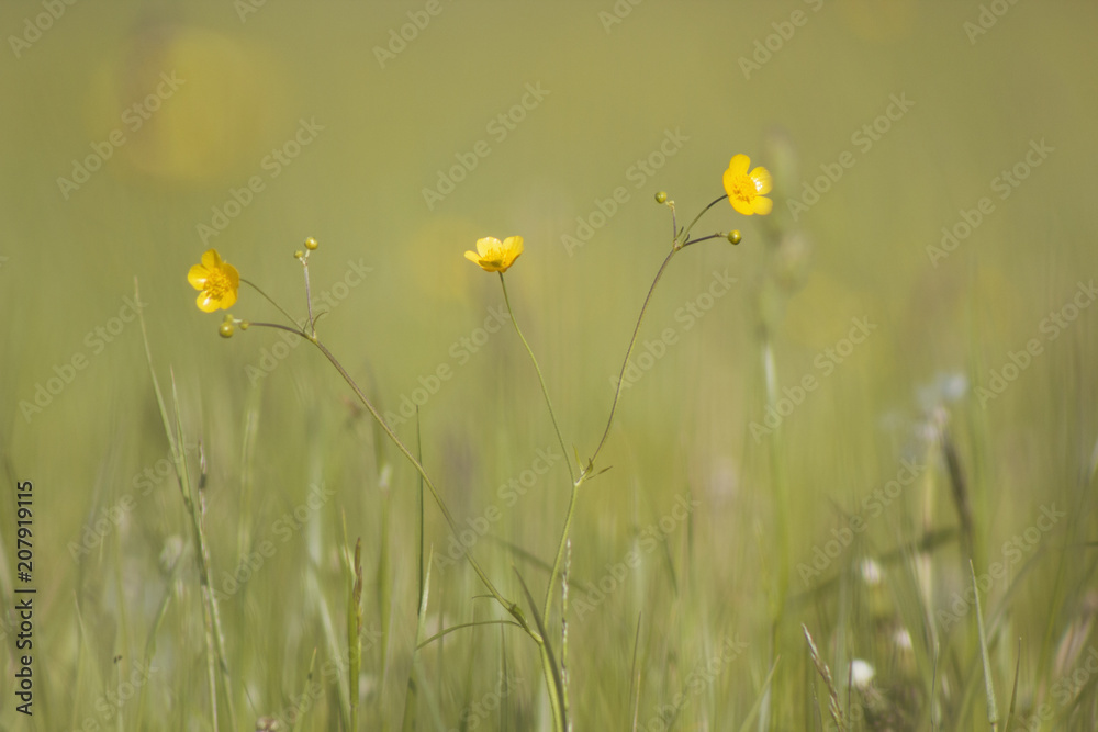 Small yellow flowers in the green grass