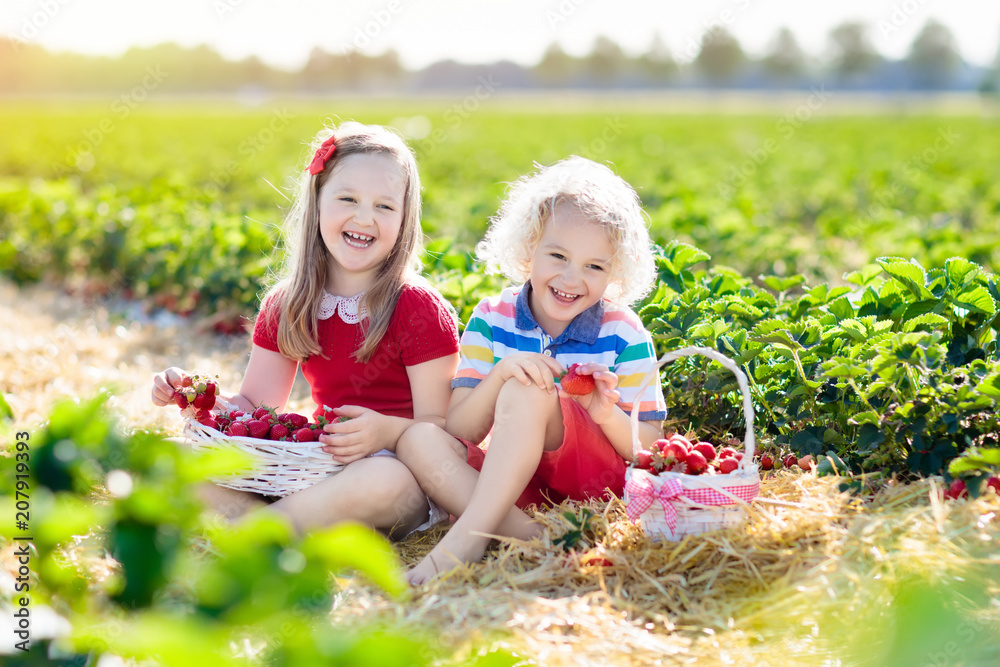 Kids pick strawberry on berry field in summer Kids pick strawberry on berry field in summer