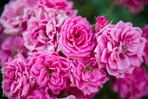 Romantic bunch of wild pink roses © ivanaculafic