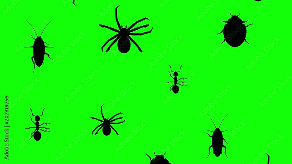 Arthropods running up on a green screen. Seamless loop 3d animation of black silhouettes of creepy creatures on chroma key. Arthropods running up on a green screen. Seamless loop 3d animation of black silhouettes of creepy creatures on chroma key.