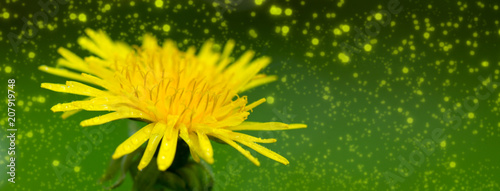 Yellow dandelion closeup.