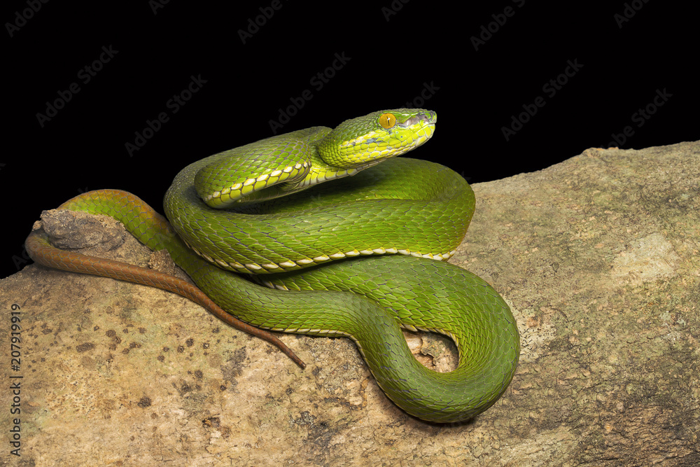 Red tailed pit viper, Trimeresurus erythrurus, Viperidae, Near Gurjee, Tripura , India Red tailed pit viper, Trimeresurus erythrurus, Viperidae, Near Gurjee, Tripura , India