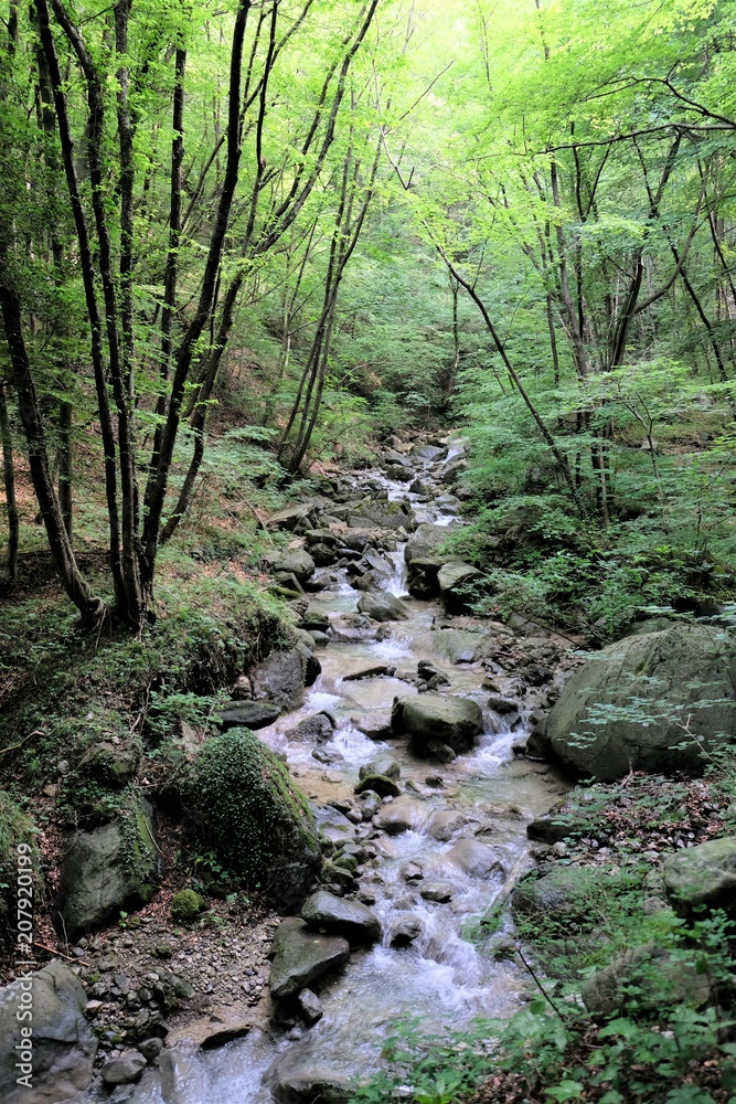 paesaggio foresta ruscello acqua natura fiume parcoverde paesaggio foresta ruscello acqua natura fiume parcoverde