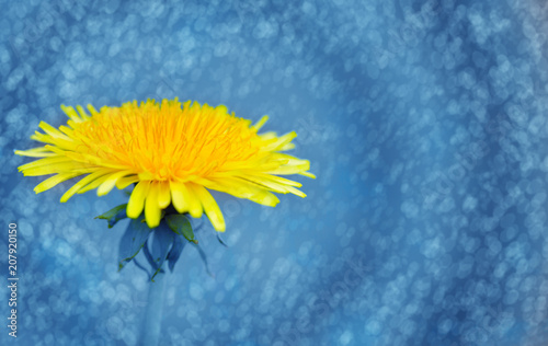 Fototapeta Naklejka Na Ścianę i Meble -  Yellow dandelion isolated on blue.