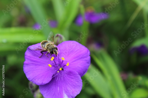 abeille qui butine