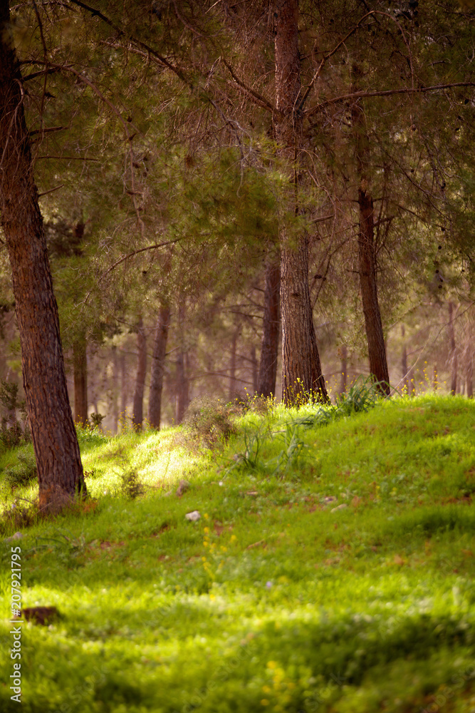 Green pine forest in spring or summer with magic light sun rays among the trees Green pine forest in spring or summer with magic light sun rays among the trees
