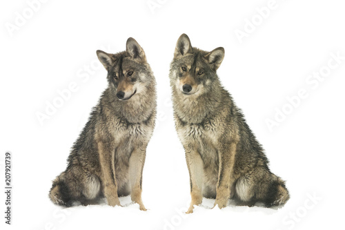 two gray wolf