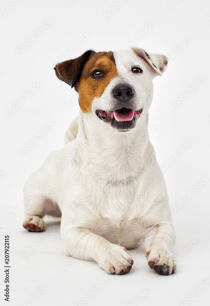 Jack Russell Terrier looks at the gray background