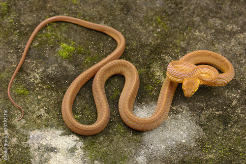 Tawny cat snake, Boiga ochracea, Colubridae, Gumti, Tripura , India photo