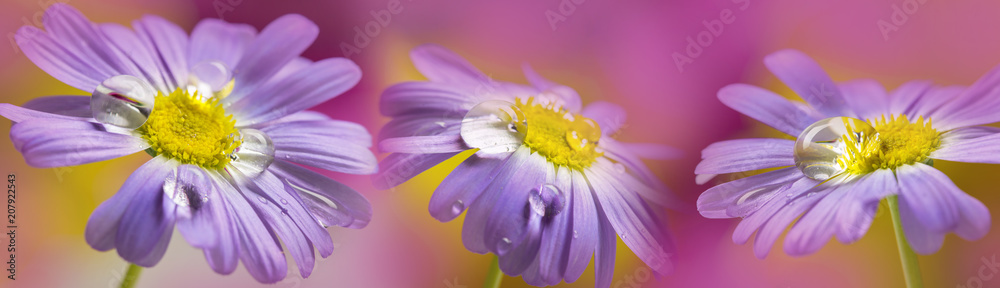 flower with rain drops - a macro photography