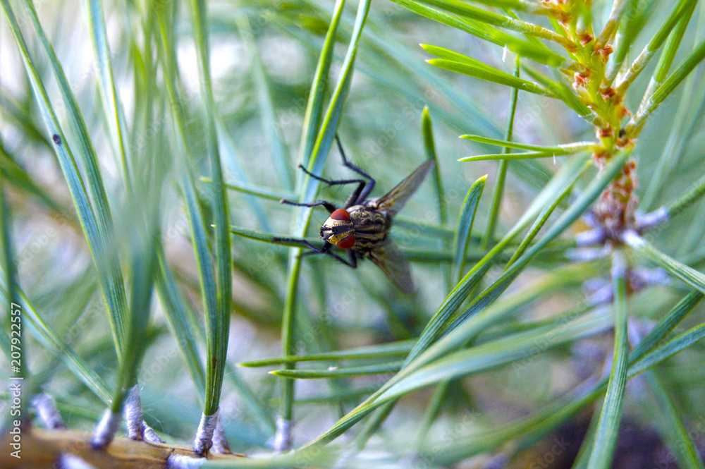 Big, fatty fly Big, fatty fly
