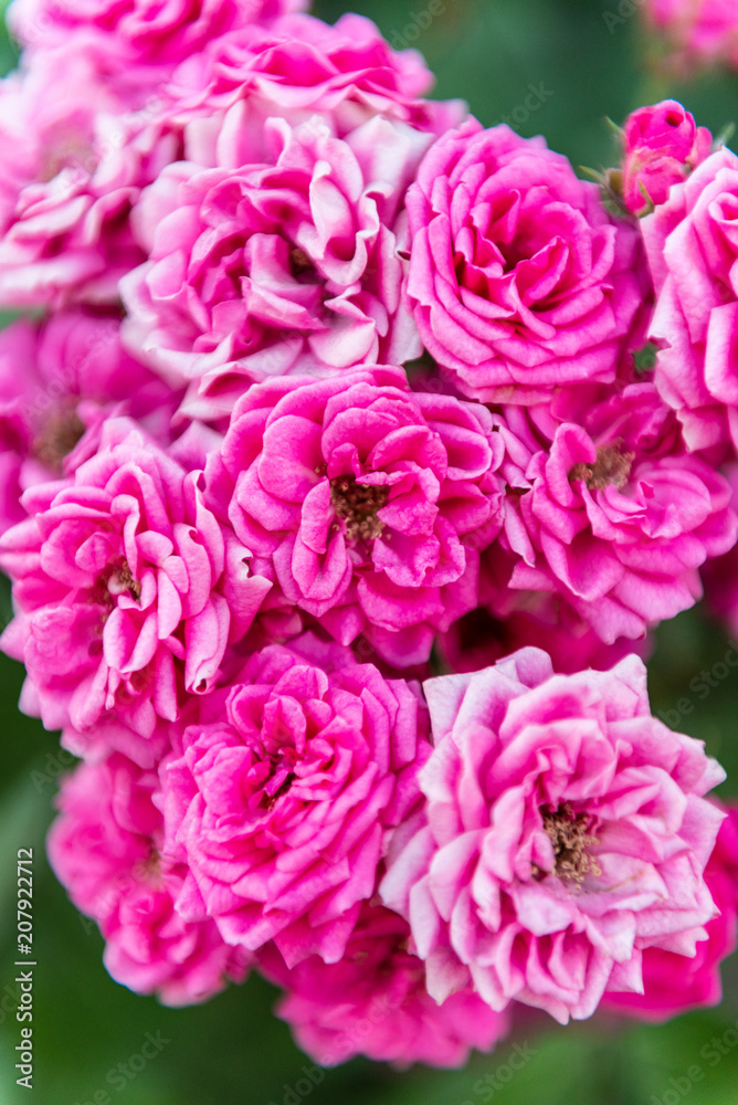 Romantic bunch of wild pink roses