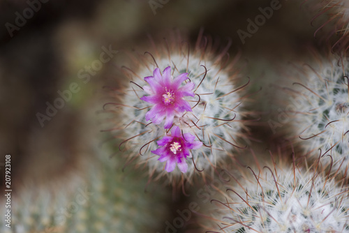 Cactus with pink flowers.