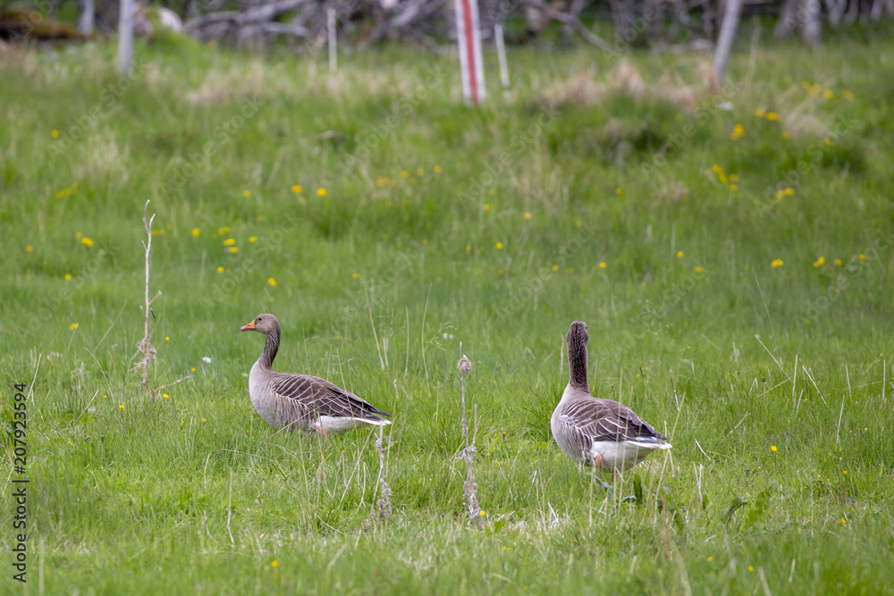 Fototapeta premium Greylag goose in Northern Norway