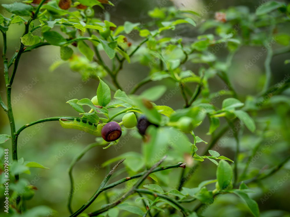 Wildly growing berries in the forest