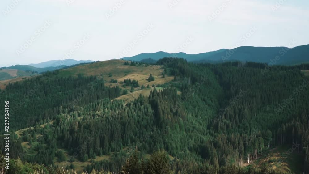 Forest of pine trees in wilderness mountains rugged, deforestation