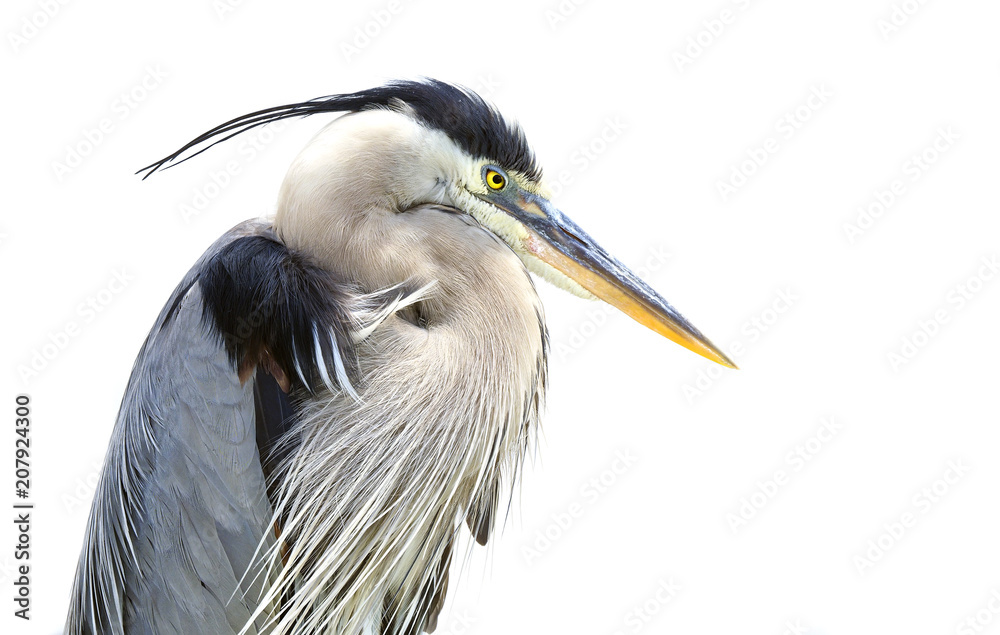 Fototapeta premium Closeup of a Great Blue Heron on White