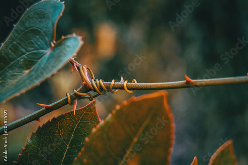 smilax aspera leaf climbing plant photo