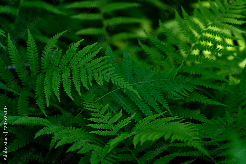 Green Ferns