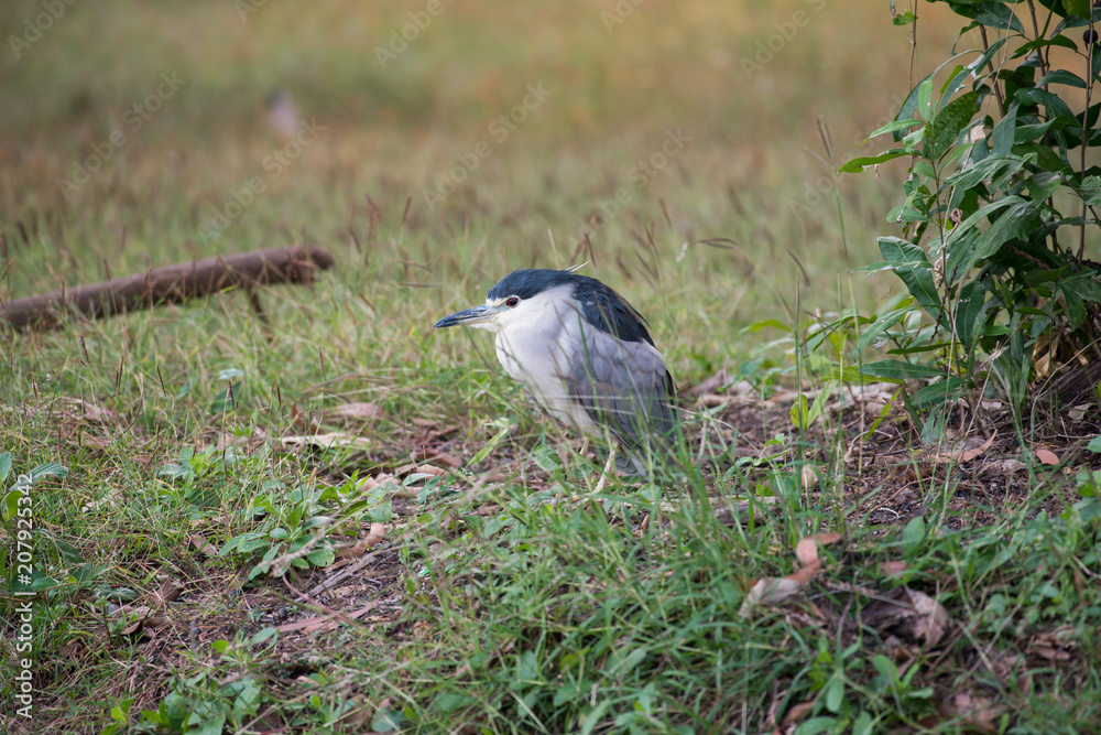 Black-crowned Night Heron or Black-capped Night Heron