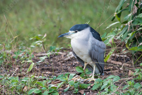 Black-crowned Night Heron or Black-capped Night Heron