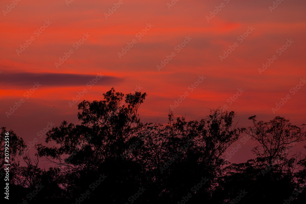 Silhouette of tree with beautiful sunset background