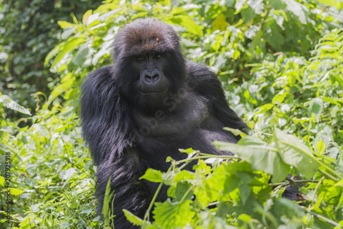 Gorilla im Dschungel