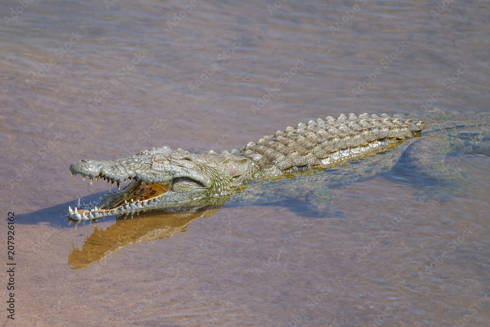 Naklejka premium Nile Crocodile (Crocodylus niloticus)