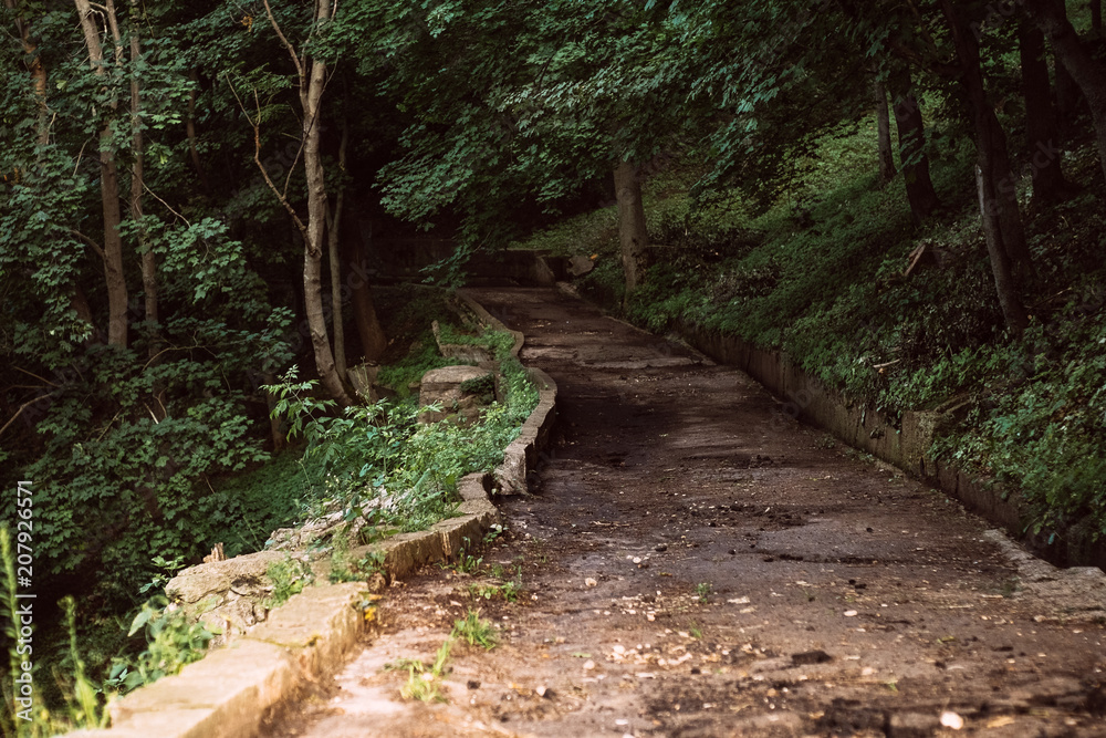 A mystical forest with fog and shining behind trees. Road through dense forest, summer day. backlight in wood A mystical forest with fog and shining behind trees. Road through dense forest, summer day. backlight in wood