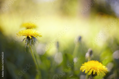 Fototapeta Naklejka Na Ścianę i Meble -  Abstract background with a yellow flower - a dandelion