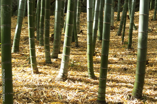                 - Japanese bamboo forest