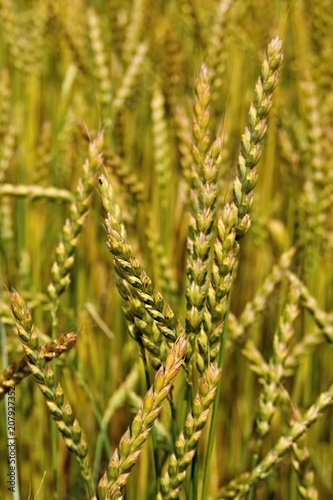 Wheat growing ripe, detail of the yellow-green spikes in July